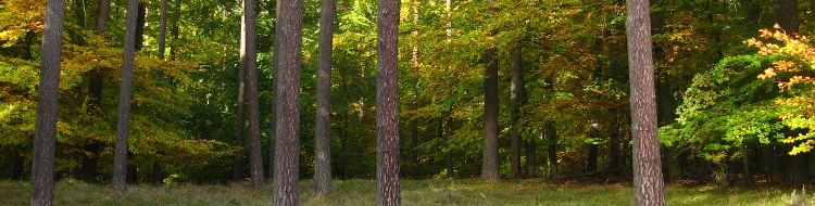 wald